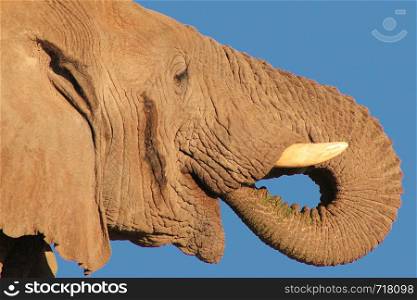 African Elephant - Bull of Format