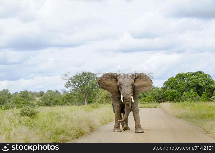 African Elephant bull standing in the middle of the road with ears open