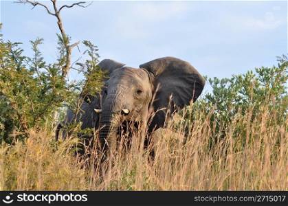 African Elephant cow in South Africa in aggressive mood, indicating with her head movement that my presense is not appreciated and that she is about to attack.