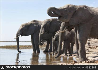 African Elephant drinking at the Chobe River in Chobe National Park of Botswana