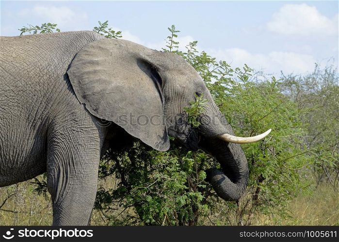 African elephant grabbing some leaves with his mouth