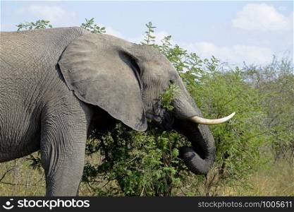 African elephant grabbing some leaves with his mouth