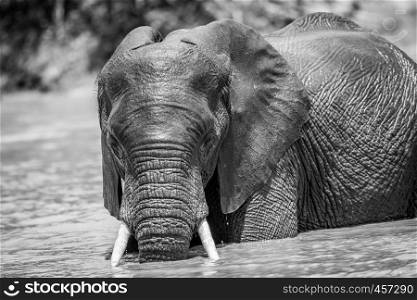 African elephant having fun in the water in black and white in the Kruger National Park, South Africa.