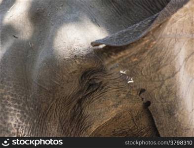 African Elephant head