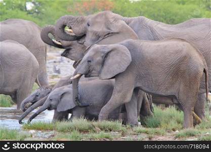 African Elephant - Herd of Trunk Curls