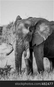 African Elephant in black and white in the Kruger National Park, South Africa.