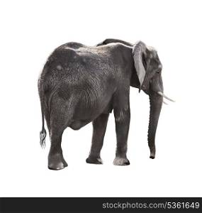 African Elephant Isolated On White Background