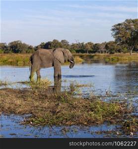 African Elephant (Loxodonta african) in the Okavango Delta in northern Botswana, Africa.