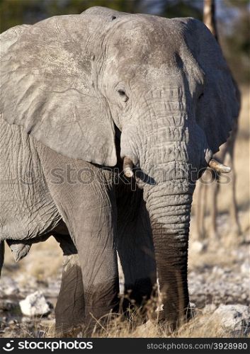 African Elephant (Loxodonta africana) at a waterhole in Etosha National Park in Namibia