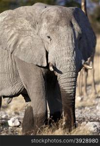 African Elephant (Loxodonta africana) at a waterhole in Etosha National Park in Namibia