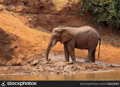 African elephant (Loxodonta africana) covered in mud, Kruger National Park, South Africa