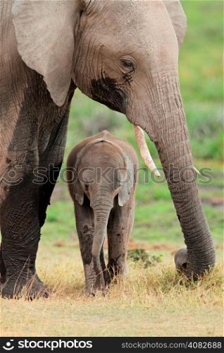 African elephant (Loxodonta africana) cow with young calf, Amboseli National Park, Kenya
