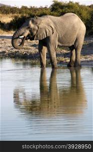 African elephant (Loxodonta africana) drinking at a waterhole in the Savuti region of Botswana.