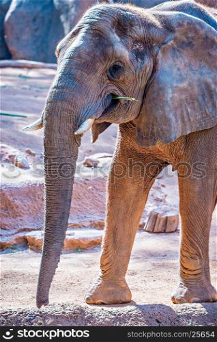 African Elephant (Loxodonta Africana) feeding time at the zoo