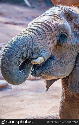 African Elephant (Loxodonta Africana) feeding time at the zoo