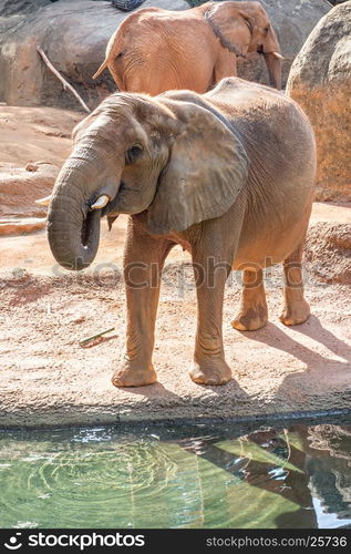 African Elephant (Loxodonta Africana) feeding time at the zoo