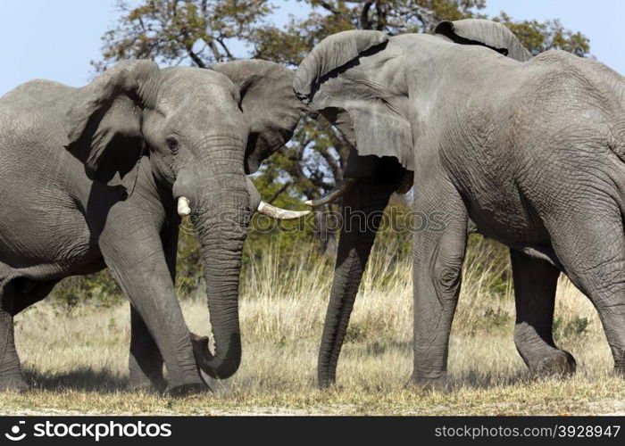 African Elephant (Loxodonta africana) fighting in the Savuti area of Botswana