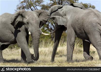 African Elephant (Loxodonta africana) fighting in the Savuti area of Botswana