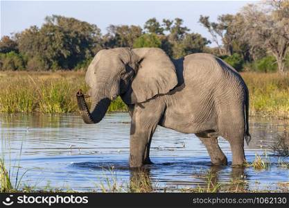 African Elephant (Loxodonta africana) in a waterhole in the Okavango Delta in northern Botswana, Africa.