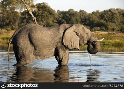 African Elephant (Loxodonta africana) in a waterhole in the Savuti area of Botswana