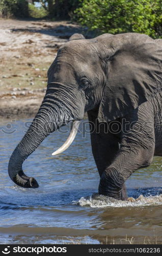 African Elephant (Loxodonta africana) in a waterhole in the Savuti region of northern Botswana, Africa.