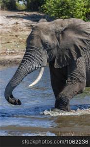 African Elephant (Loxodonta africana) in a waterhole in the Savuti region of northern Botswana, Africa.