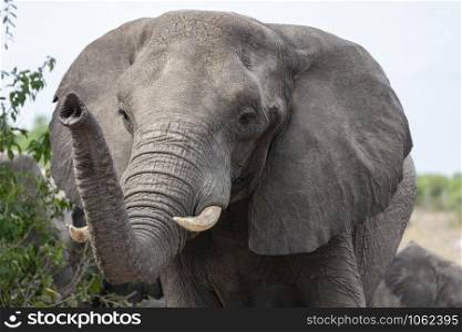 African Elephant (Loxodonta africana) in Chobe National Park in Botswana, Africa.