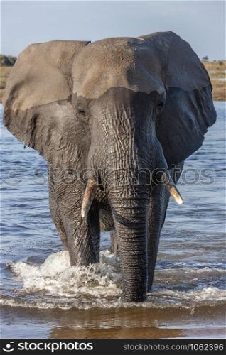 African Elephant (Loxodonta africana) in Chobe National Park in Botswana, Africa.