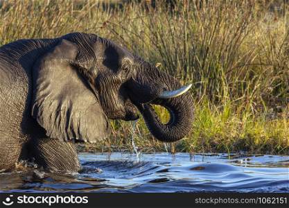 African elephant (Loxodonta africana) in the Chobe River in northern Botswana, Africa.
