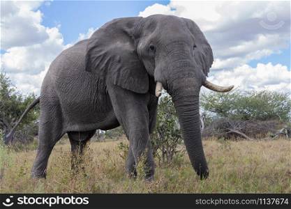 African Elephant (Loxodonta africana) in the Savuti region of Botswana, Africa.