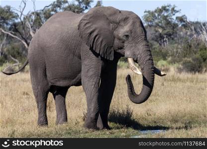 African Elephant (Loxodonta africana) in the Savuti region of Botswana, Africa.