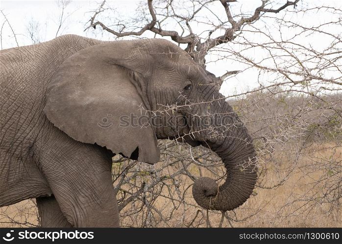 African elephant, Loxodonta africana Kruger National Park, South Africa