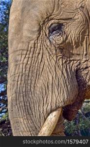 African Elephant, Loxodonta africana, Kruger National Park, South Africa, Africa