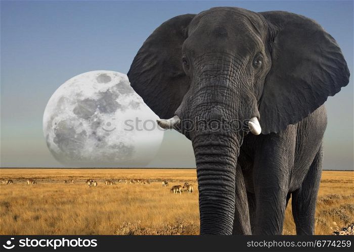 African Elephant (Loxodonta africana) - Moon rising over wildlife in Etosha National Park in Namibia.
