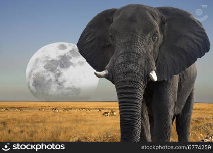 African Elephant (Loxodonta africana) - Moon rising over wildlife in Etosha National Park in Namibia.