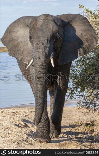 African Elephant (Loxodonta africana) near the Chobe River in Botswana, Africa.