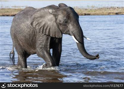 African Elephant (Loxodonta africana) on the banks of the Chobe River in Chobe National Park in northern Botswana, Africa.