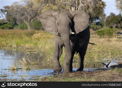 African Elephant (Loxodonta africana) on the riverbank of the Khwai River in northern Botswana, Africa.