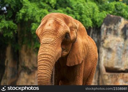 African Elephant (Loxodonta africana) walking on the ground