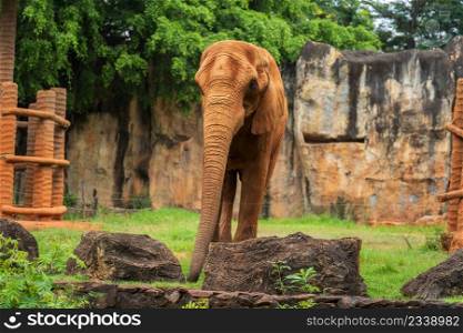 African Elephant (Loxodonta africana) walking on the ground