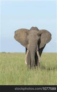 African Elephant, Maasai Mara, Africa