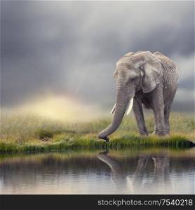 African Elephant near water at sunset with reflection