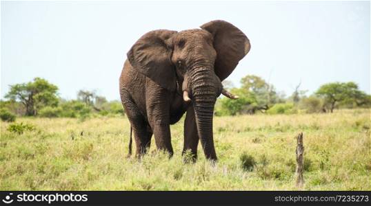 African Elephant on Safari in a South African bush game reserve