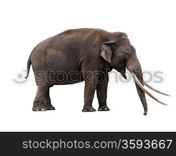 African Elephant On White Background