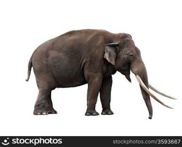 African Elephant On White Background