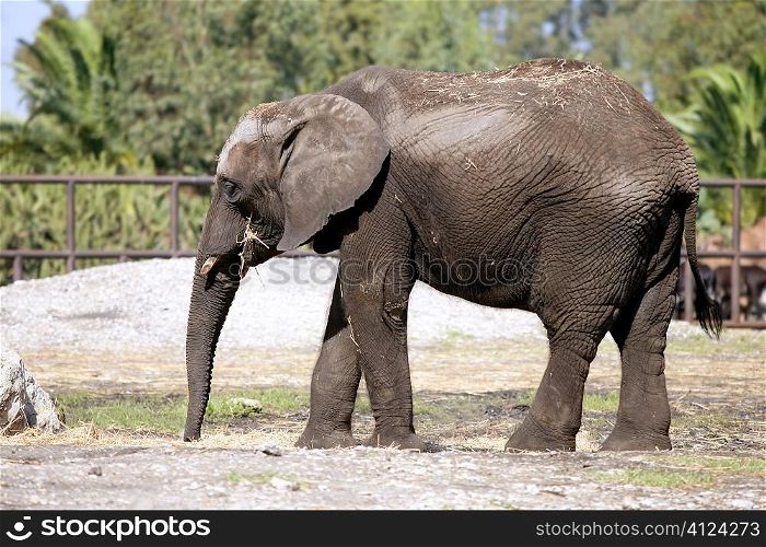 African elephant profile side view standing up