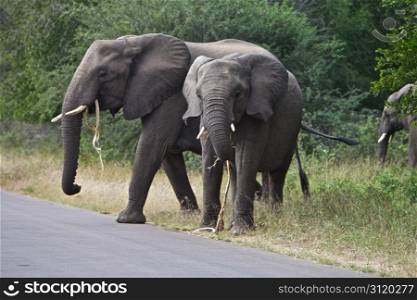 African Elephant&rsquo;s. African elephants standing at a road in the Kruger National Park in South Africa