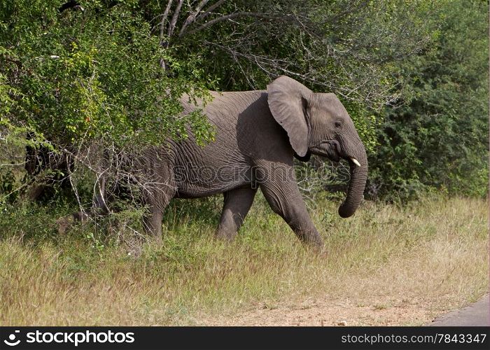 African Elephant. Side Profile of an African Elephant Crossing the Road
