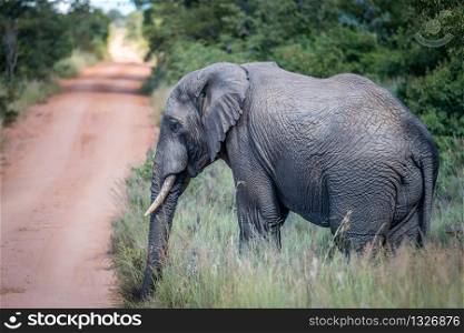 African elephant standing on the side of the road in the Welgevonden Game Reserve, South Africa.
