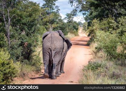 African elephant walking away on a road in the Welgevonden Game Reserve, South Africa.
